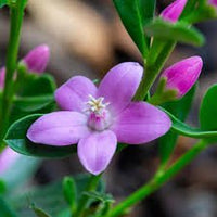 Poorinda Ecstasy (Crowea) - Ladybird Nursery