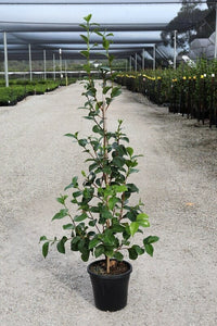 Camellia Pope John XXIII (Camellia japonica) - Ladybird Nursery