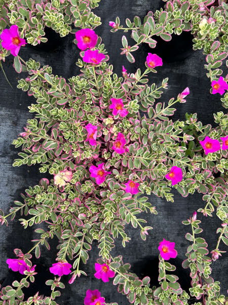 Portulaca Variegated - Ladybird Nursery