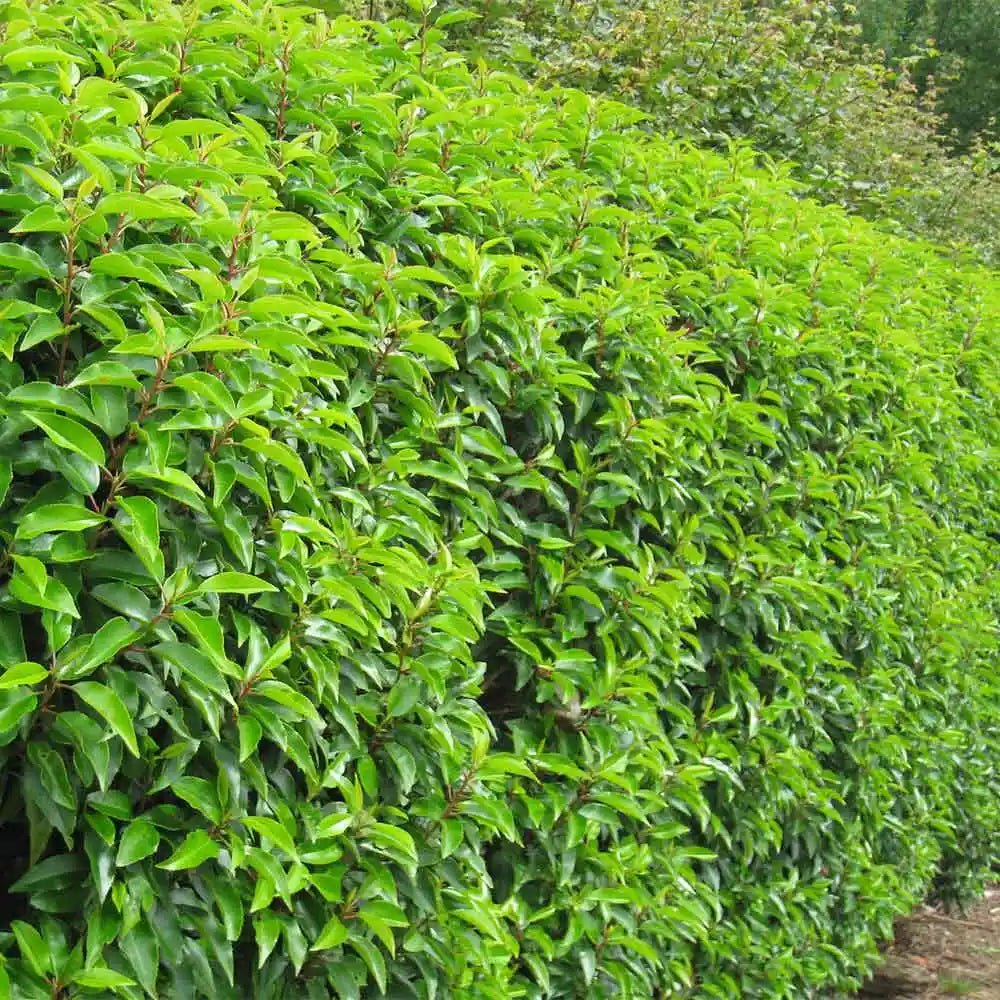 Portuguese Laurel (Prunus lusitanica) - Ladybird Nursery