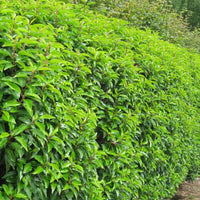 Portuguese Laurel (Prunus lusitanica) - Ladybird Nursery