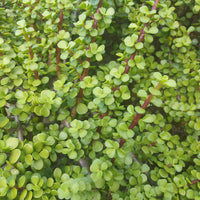 Jade Plant (Portulacaria Afra)