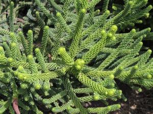 Hoop Pine (Araucaria cunninghamii)
