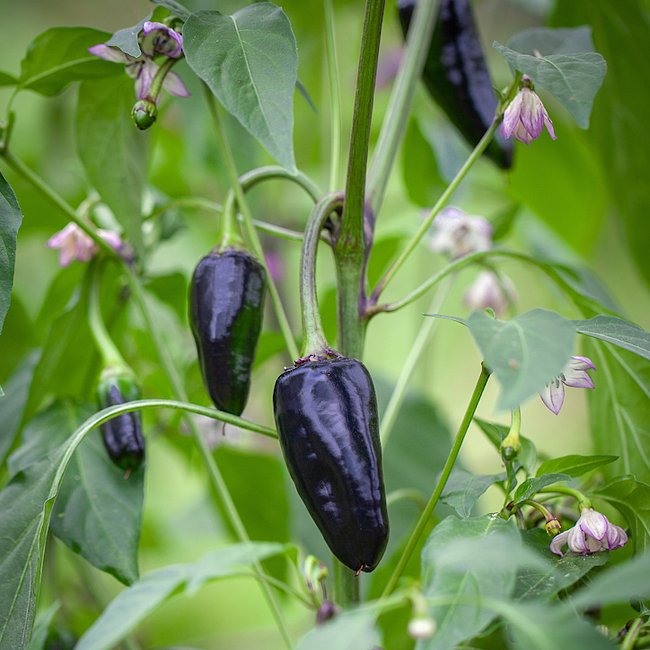 Pot Black Chilli - Ladybird Nursery