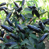 Pot Black Chilli
