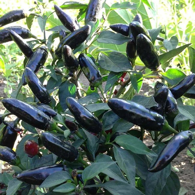 Pot Black Chilli - Ladybird Nursery