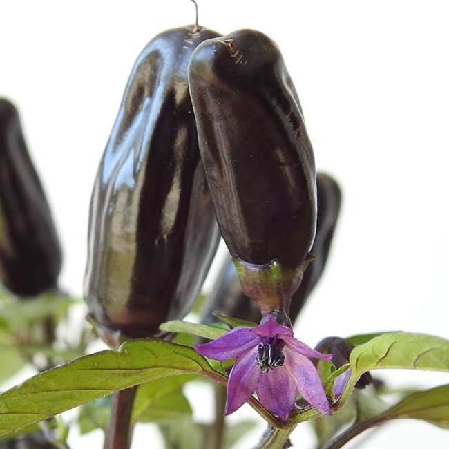 Pot Black Chilli - Ladybird Nursery
