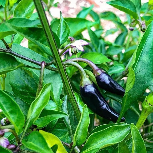 Pot Black Chilli - Ladybird Nursery