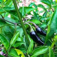 Pot Black Chilli - Ladybird Nursery