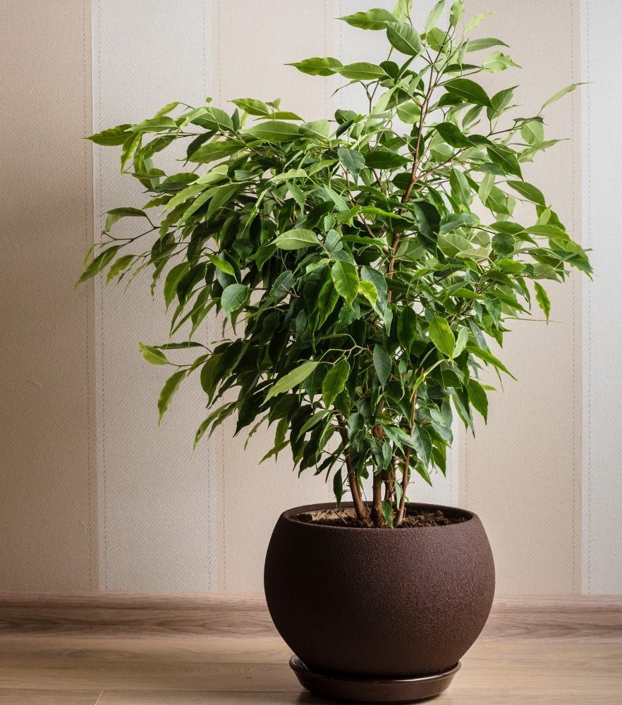 Baby Ben Weeping Fig (Ficus benjamina) - Ladybird Nursery