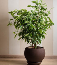 Baby Ben Weeping Fig (Ficus benjamina) - Ladybird Nursery