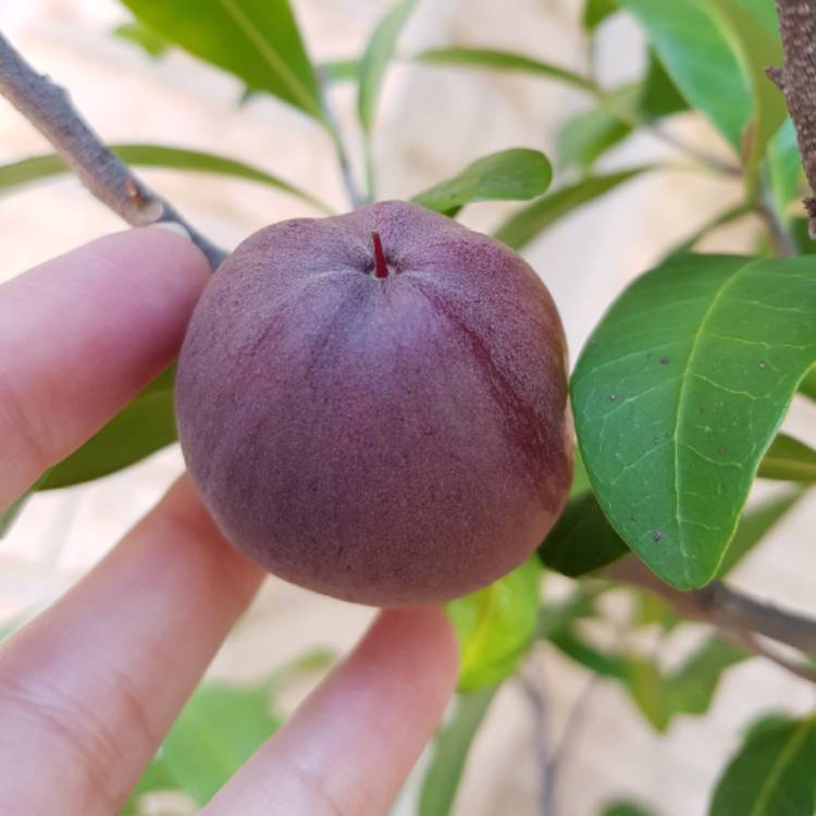 Black Apple (Planchonella australis) - Ladybird Nursery