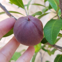 Black Apple (Planchonella australis) - Ladybird Nursery