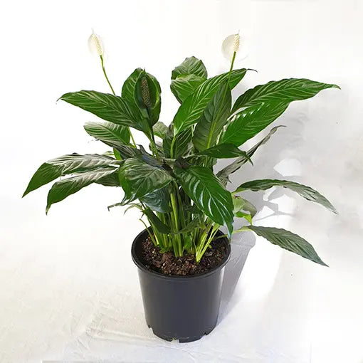 Peace Lily Power Petite (Spathiphyllum)