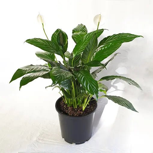 Peace Lily Power Petite (Spathiphyllum) - Ladybird Nursery