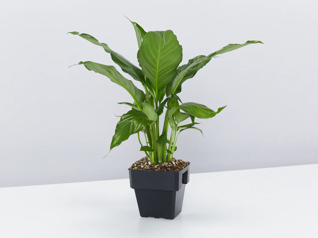 Peace Lily Power Petite (Spathiphyllum)