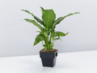 Peace Lily Power Petite (Spathiphyllum)
