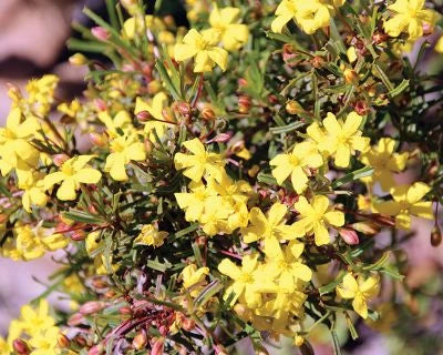 Guinea Flower Golden Sunburst (Hibbertia)
