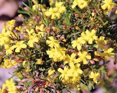Guinea Flower Golden Sunburst (Hibbertia) - Ladybird Nursery