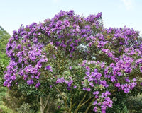 Tobouchina Kathleen (Tibouchina granulosa) - Ladybird Nursery