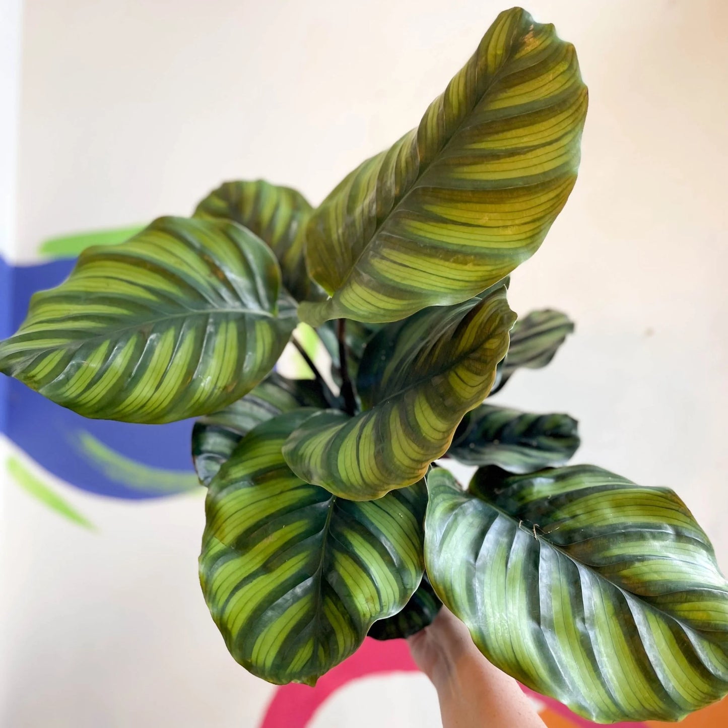 Prayer Plant (Calathea fasciata)