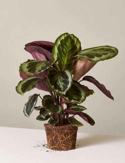 Prayer Plant (Calathea Assorted) - Ladybird Nursery