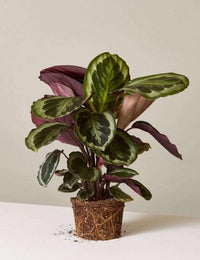 Prayer Plant (Calathea Assorted) - Ladybird Nursery