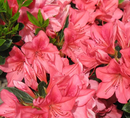 Azalea indica Pride of Dorking