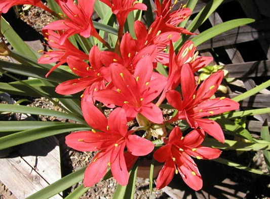 Red Prince (Cyrtanthus)