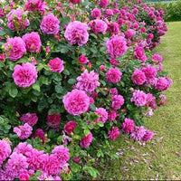 Rose 'Princess Anne' (David Austin) - Large