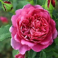 Rose 'Princess Anne' (David Austin) - Large