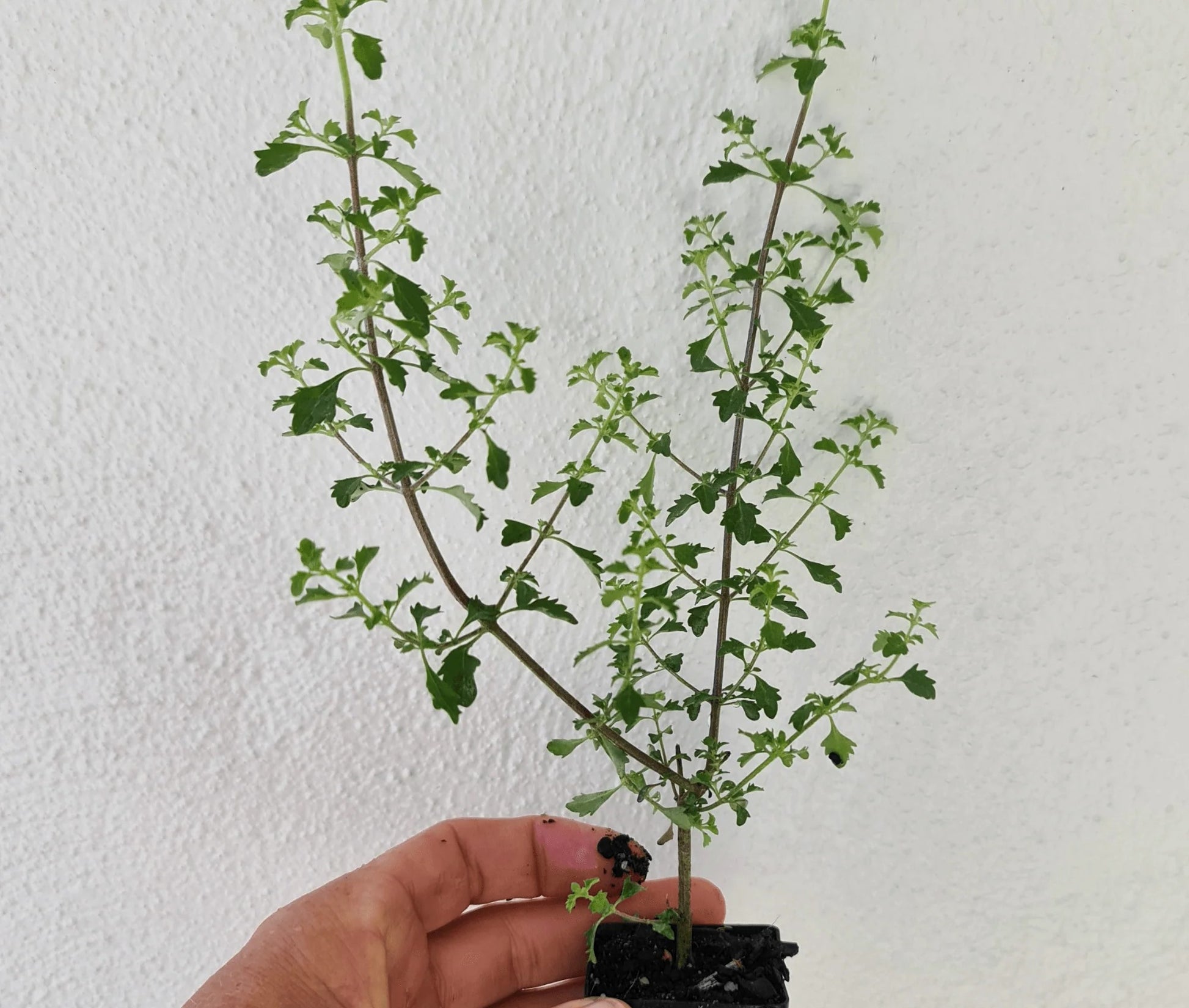 Minty™ Mint Bush (Prostanthera sieberi)