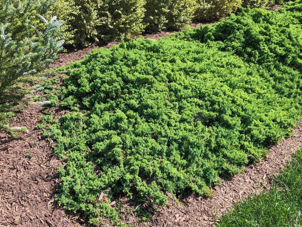 Japanese Juniper Lutchuensis (Juniperus taxifolia) - Ladybird Nursery