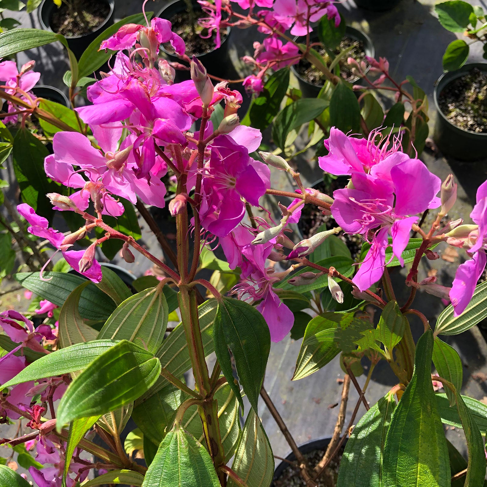Tobouchina (Tibouchina granulosa)