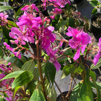 Tobouchina (Tibouchina granulosa)