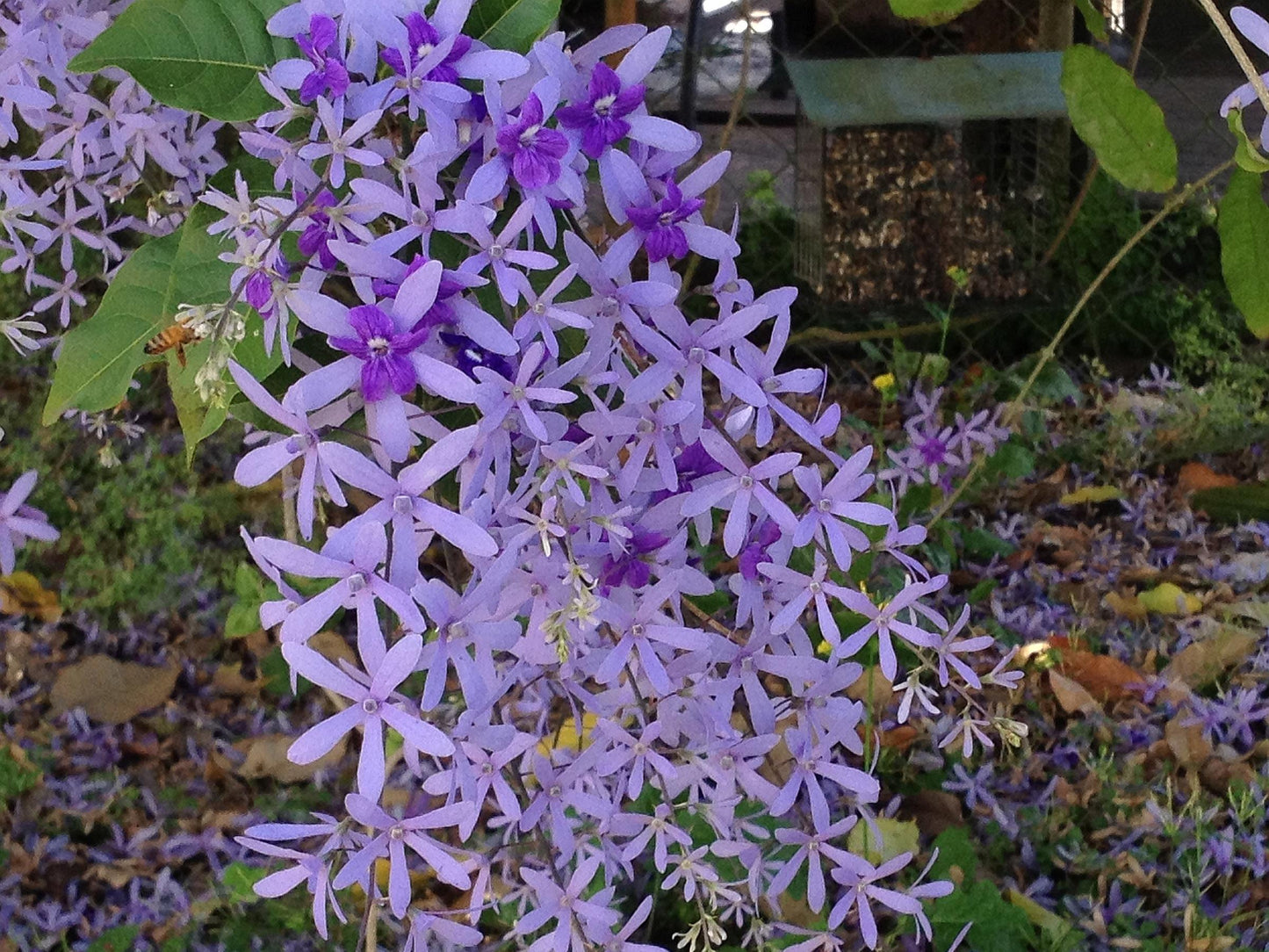 Queen’s Wreath Purple Passion (Petrea)