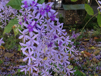 Queen’s Wreath Purple Passion (Petrea)