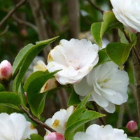 Camellia Cinnamon Cindy (Camellia)
