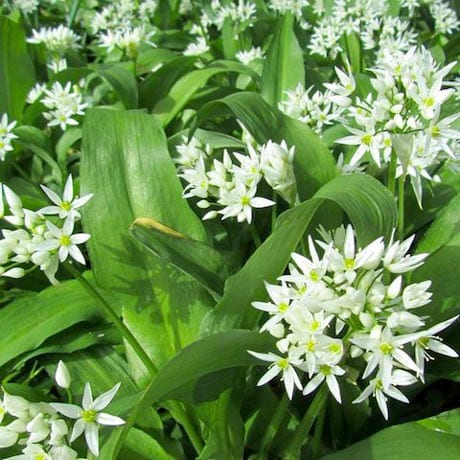 Rengarenga Lily Matapouri Bay (Arthropodium cirratum)