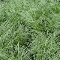 Sedge Frosted Curls (Carex)