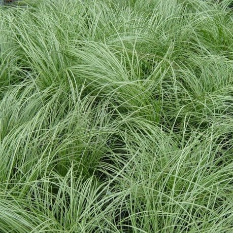Sedge Frosted Curls (Carex) - Ladybird Nursery