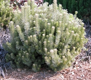 Woolly Bush Silver Streak (Adenanthos sericea)