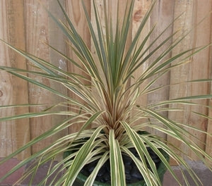 Cordyline Albertii (Cordyline australis)