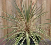 Cordyline Albertii (Cordyline australis)