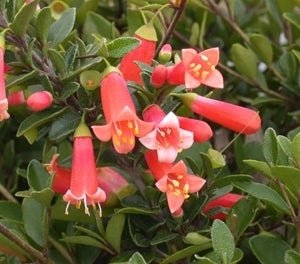 Correa Orange Glow (Correa pulchella) - Ladybird Nursery