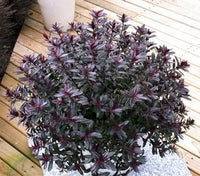 Hebe Turkish Delight - Ladybird Nursery