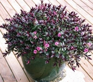 Hebe Pretty n Pink - Ladybird Nursery