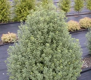 Ivory Pittosporum Ivory Sheen (Pittosporum)