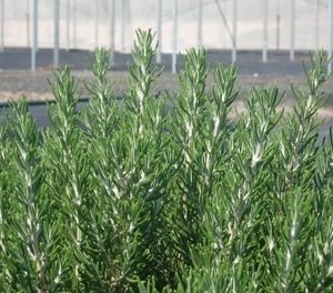 Rosemary Chefs Choice™ (Rosmarinus officinalis) - Ladybird Nursery