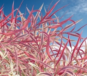Pink Flamingo Willow Myrtle (Agonis flexuosa)